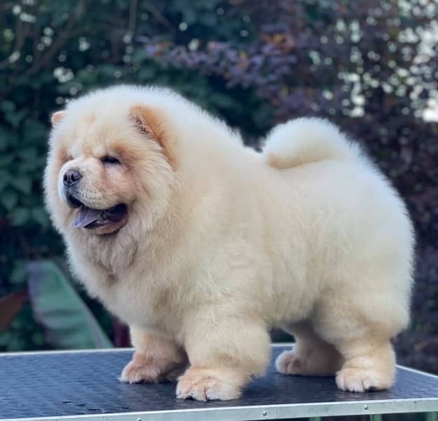 Chow Chow Puppies in pakistan 7