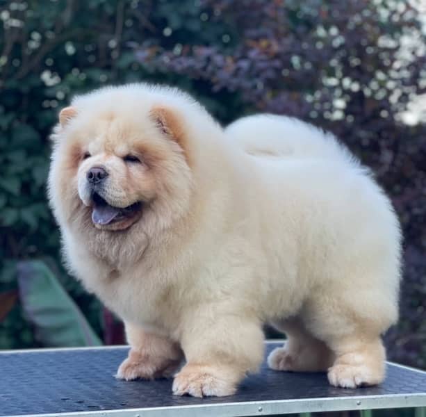 Chow Chow Puppies in pakistan 8