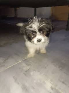 shihtzu puppy female