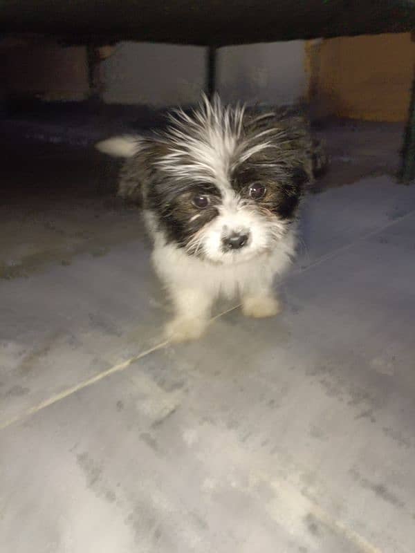 shihtzu puppy female 0