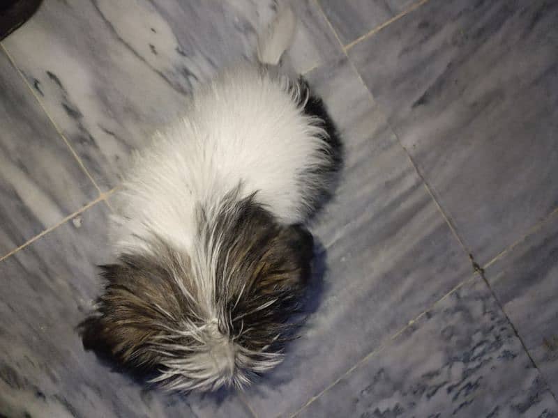 shihtzu puppy female 2