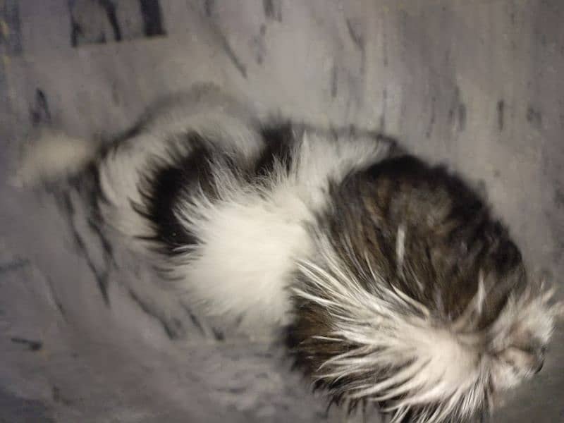 shihtzu puppy female 3