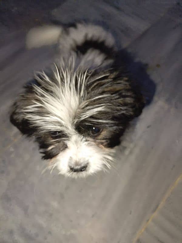 shihtzu puppy female 4