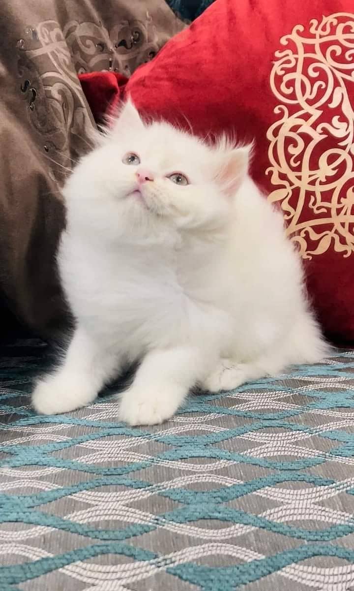 high quality persian kittens triple coat punch face for sale 2