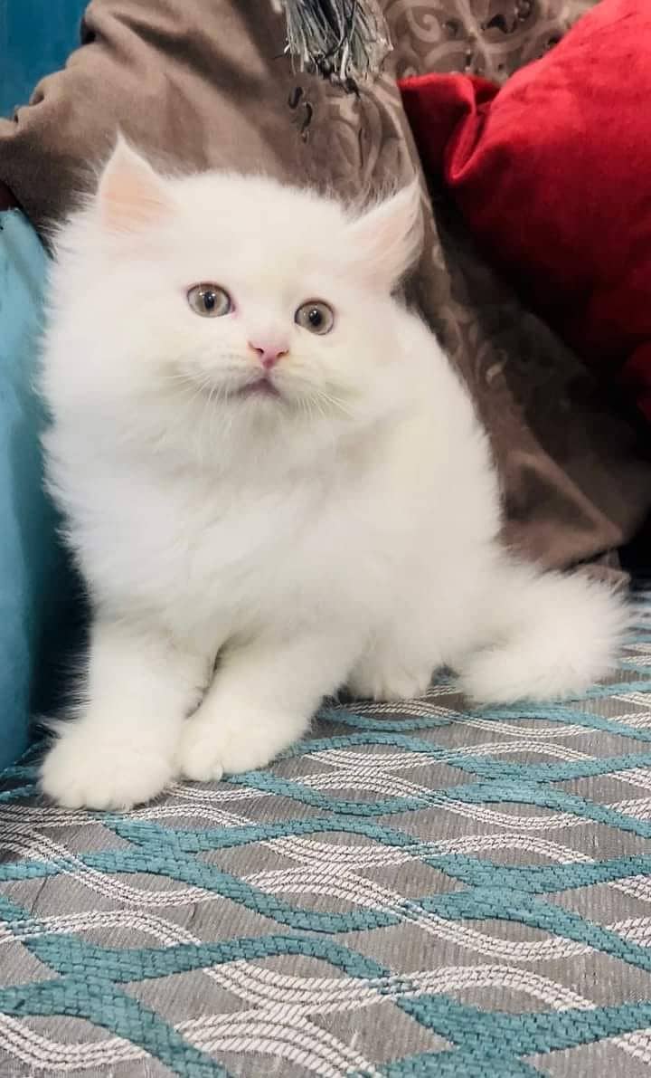 high quality persian kittens triple coat punch face for sale 3