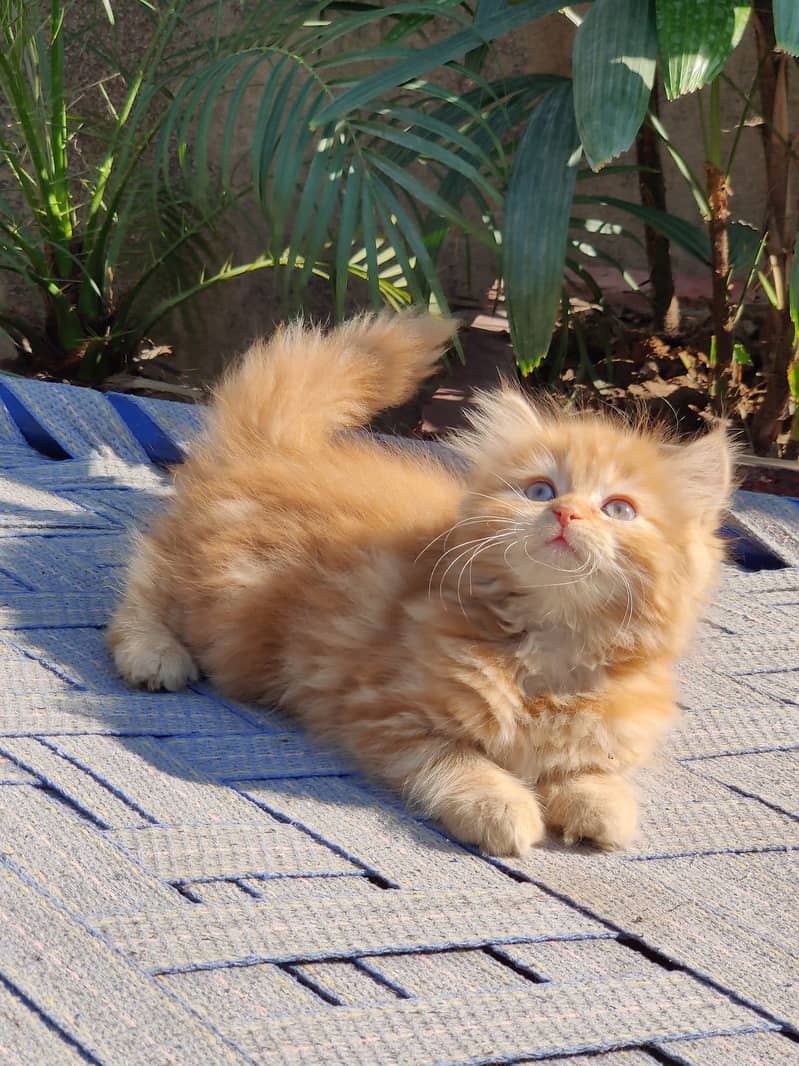 high quality persian kittens triple coat punch face for sale 4