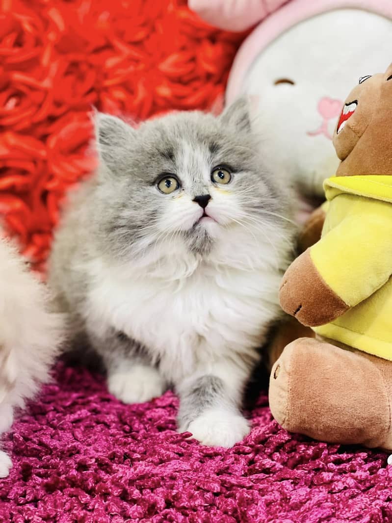 high quality persian kittens triple coat punch face for sale 9