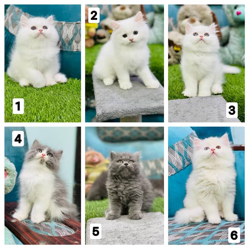 PURE PERSIAN KITTENS TRIPLE COATED PUNCH FACE FOR REHOMING 0