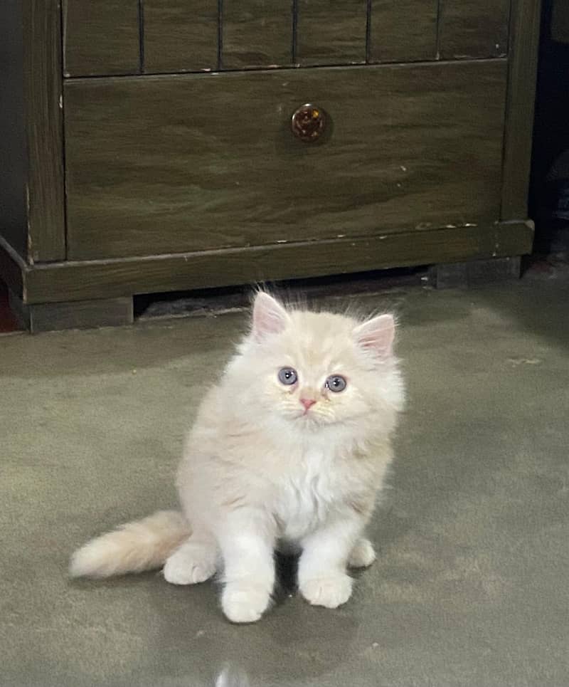 PURE PERSIAN KITTENS TRIPLE COATED PUNCH FACE FOR REHOMING 3