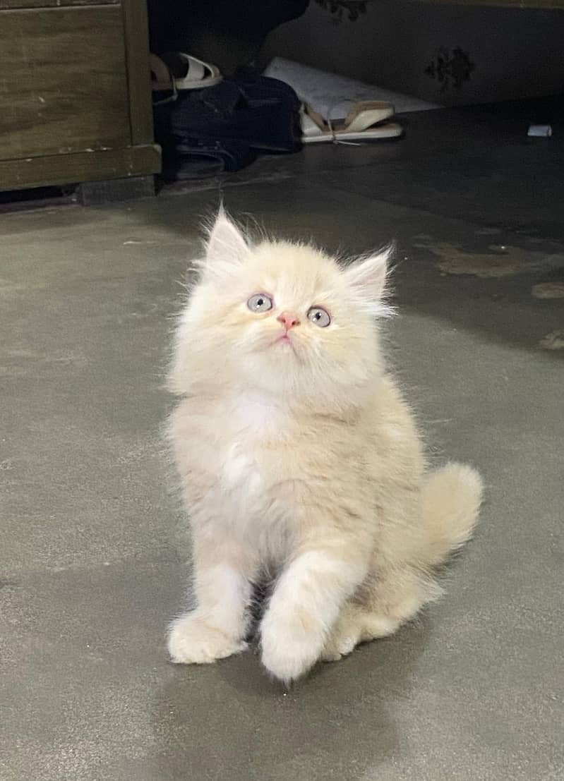 PURE PERSIAN KITTENS TRIPLE COATED PUNCH FACE FOR REHOMING 11