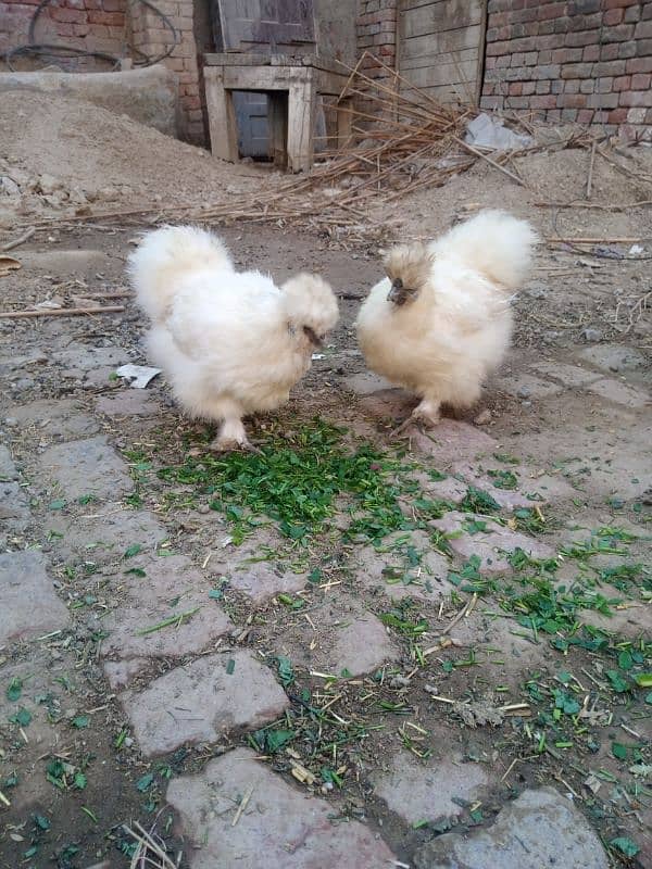 White Silkie Trio Set 3