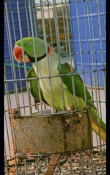 Kashmiri Raw Parrot For Urgent Sale 0