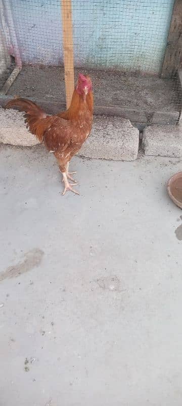 Hens and Cocks 4