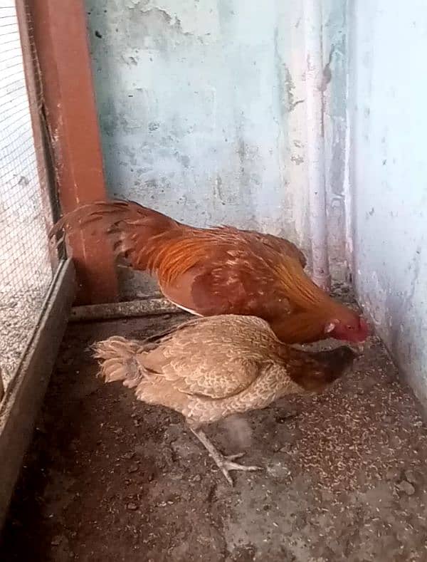 Hens and Cocks 7