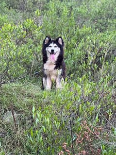 Siberian husky