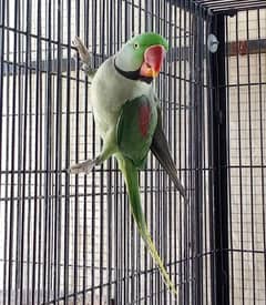 Kashmiri Raw Parrot For Sale