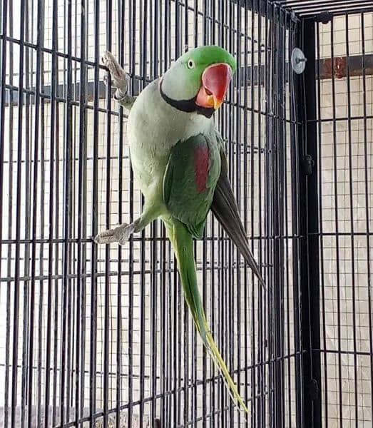 Kashmiri Raw Parrot For Sale 0