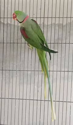 Kashmiri Raw Parrot For Sale