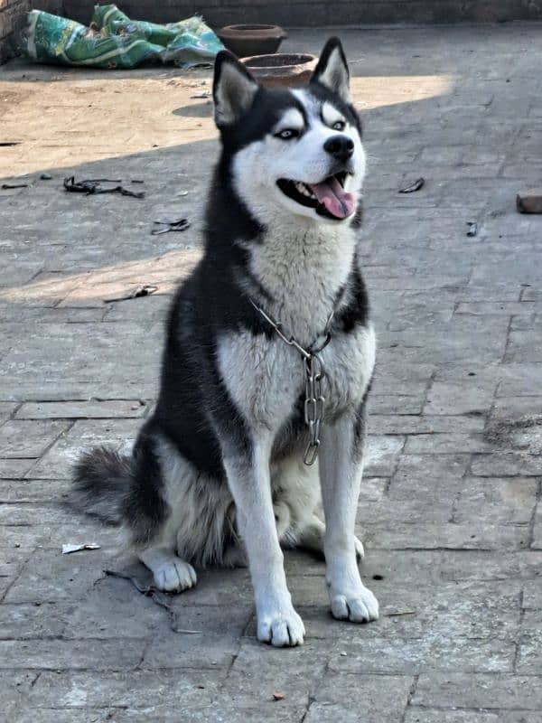 Siberian Husky for STUD 1