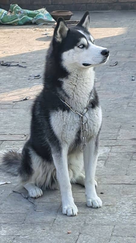 Siberian Husky for STUD 2