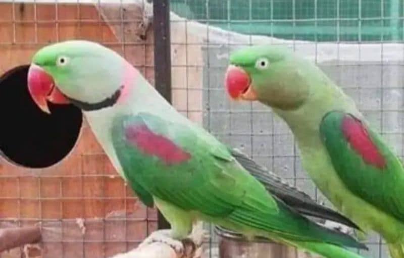 Kashmiri Raw Parrots For Sale 0