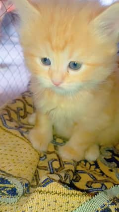 White And Brown kitten