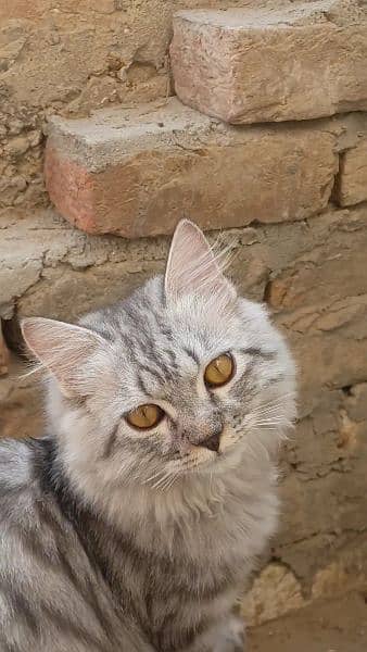 White And Brown kitten 3