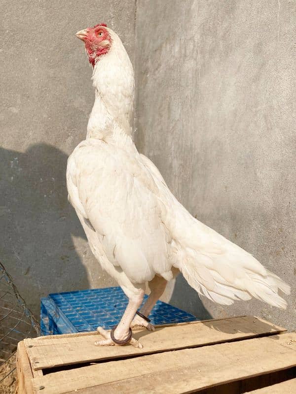 quality paper white heera aseel chicks for sale 2