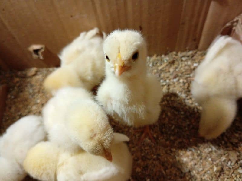 quality paper white heera aseel chicks for sale 4