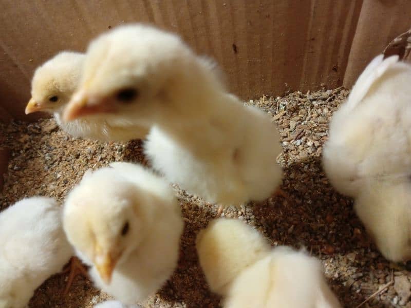 quality paper white heera aseel chicks for sale 5