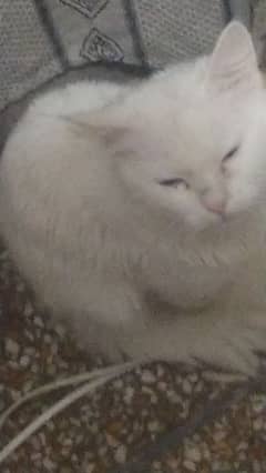 male Persian cat with blue eyes