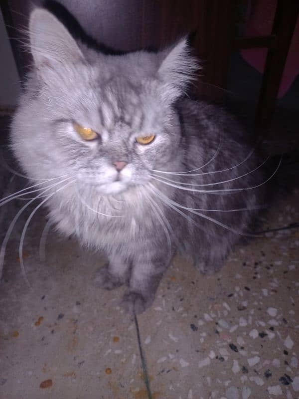 Male persian cat available for mating 0