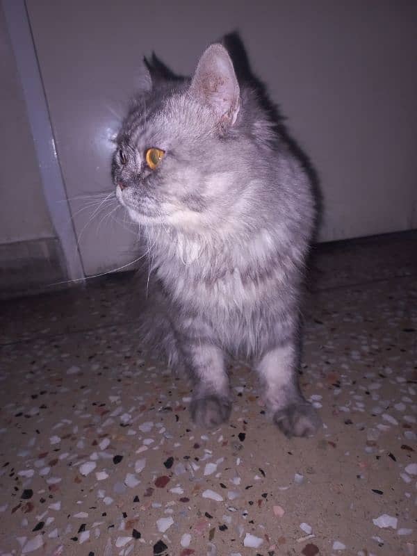 Male persian cat available for mating 2