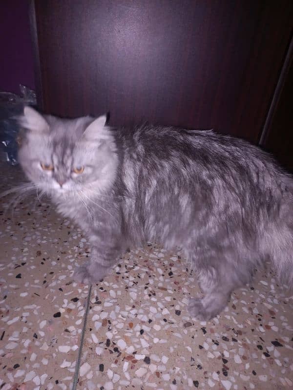 Male persian cat available for mating 3