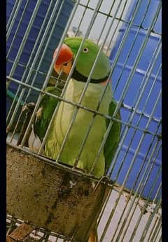 Kashmiri Raw Parrot For Urgent Sale