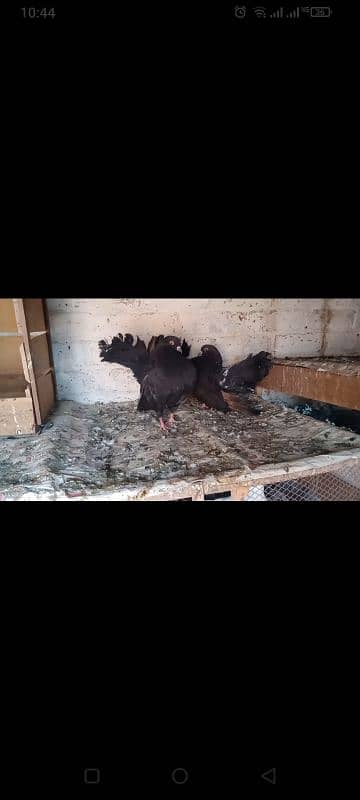 black Luke pair Red tail pair for sale 0