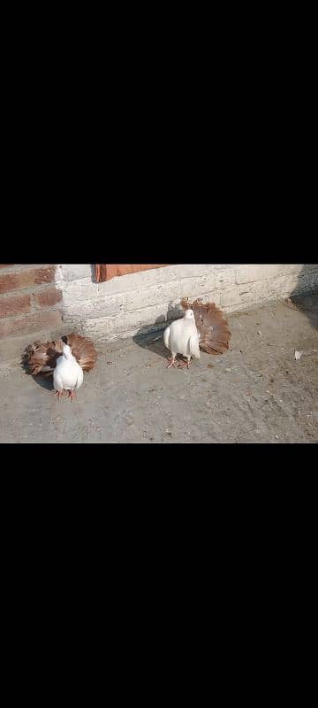 black Luke pair Red tail pair for sale 3