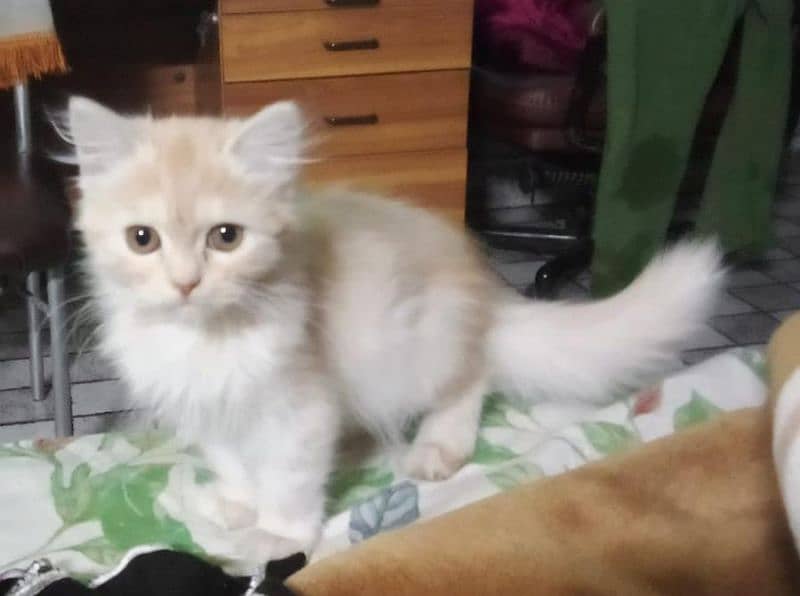 semi punched fawn femal persian kittne 0