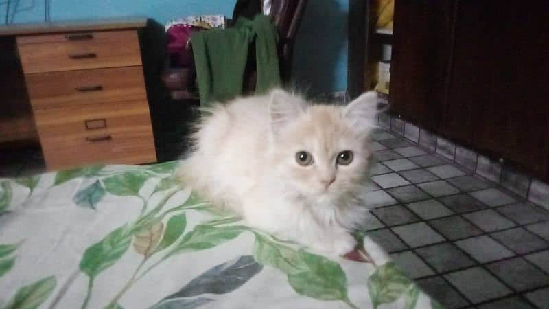 semi punched fawn femal persian kittne 1