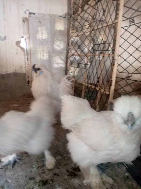 Silkie Breeder Pair Egg laying Trio Set 1