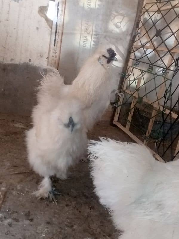 Silkie Breeder Pair Egg laying Trio Set 2