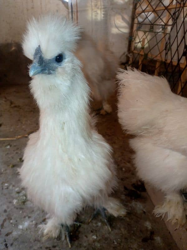 Silkie Breeder Pair Egg laying Trio Set 4