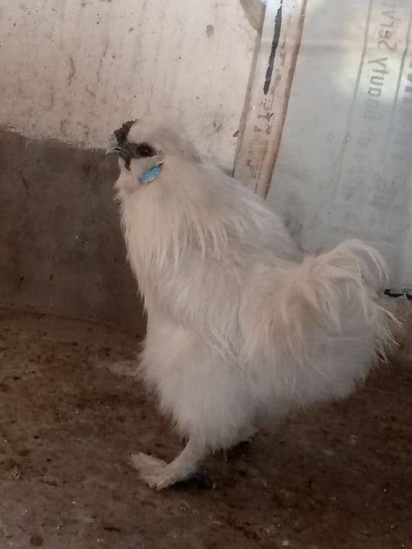 Silkie Breeder Pair Egg laying Trio Set 5