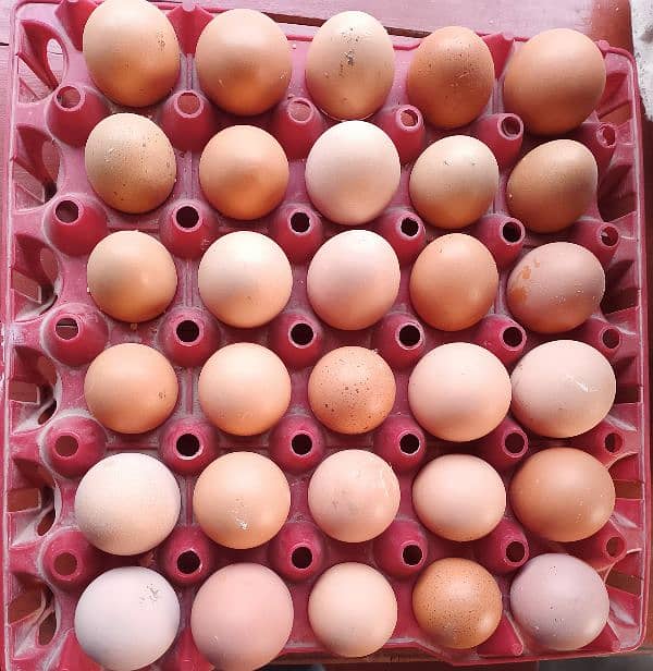 Original German Lohmann Brown Desi Eggs available in cheap pkr 50. 0