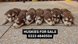 HUSKY DOG FOR SALE