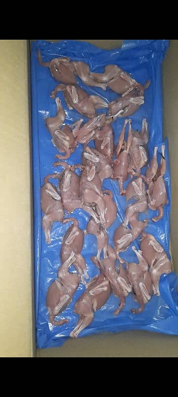 quail Batair meat 5