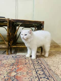 persian cats for sale argent