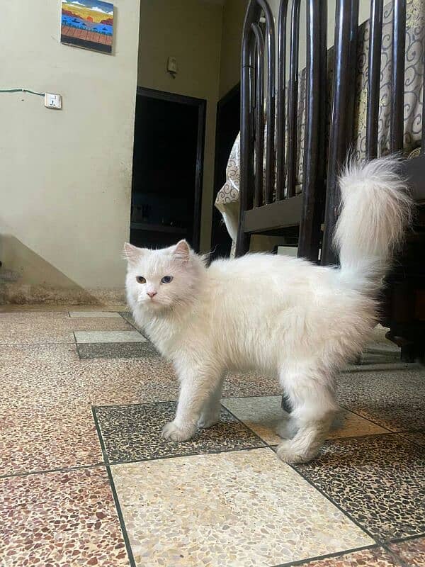 persian cats for sale argent 1