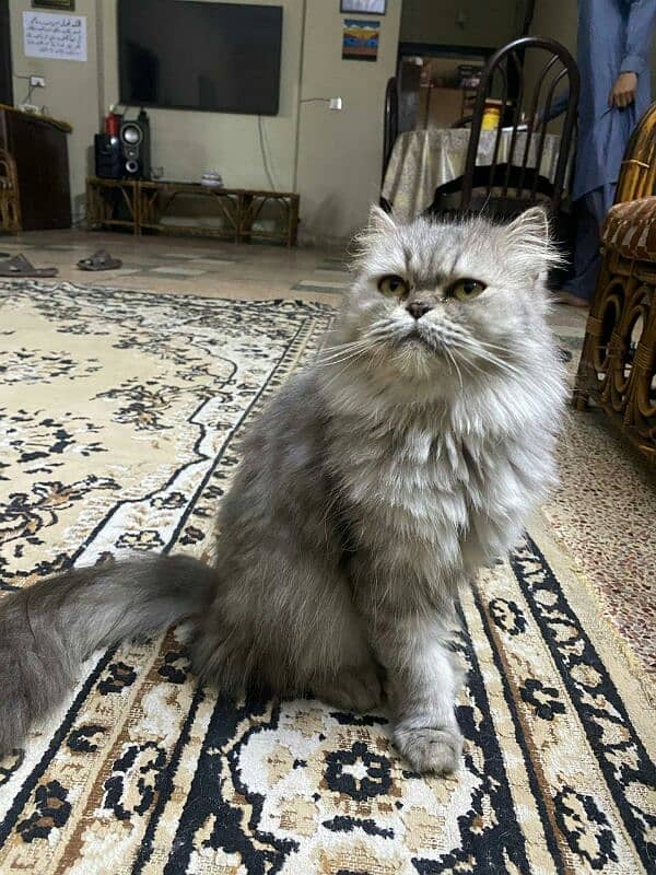 persian cats for sale argent 2