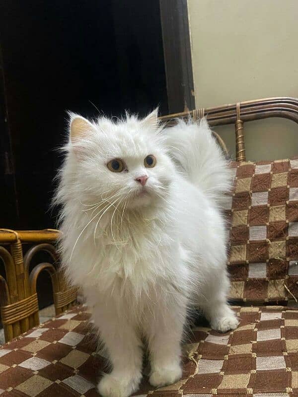 persian cats for sale argent 3